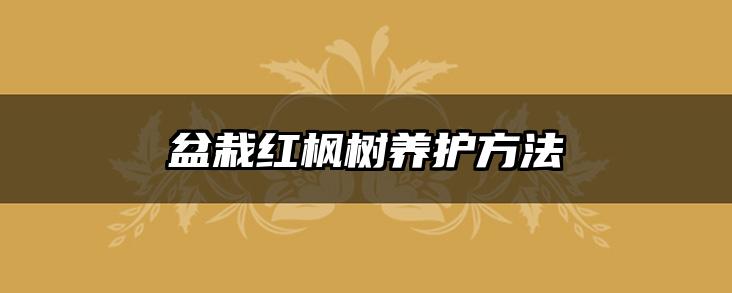 盆栽红枫树养护方法