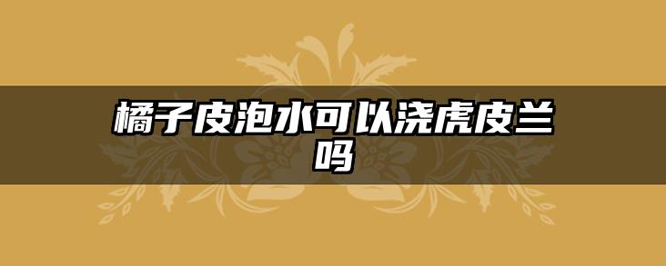 橘子皮泡水可以浇虎皮兰吗