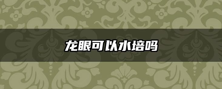 龙眼可以水培吗