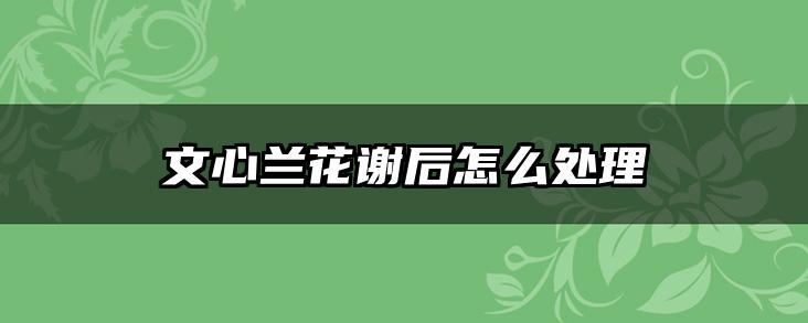 文心兰花谢后怎么处理