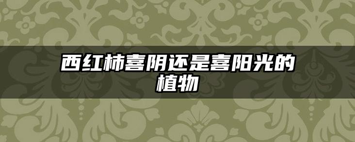 西红柿喜阴还是喜阳光的植物