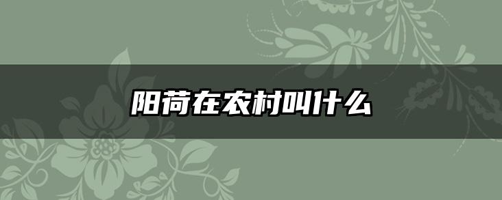 阳荷在农村叫什么
