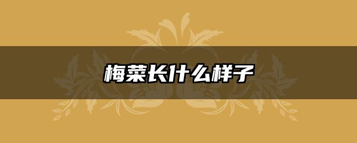 梅菜长什么样子
