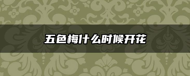 五色梅什么时候开花