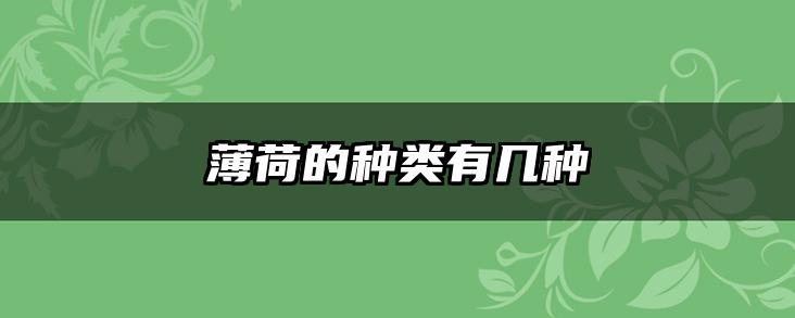 薄荷的种类有几种