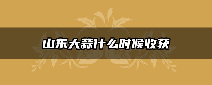 山东大蒜什么时候收获