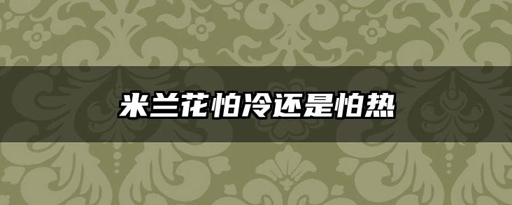 米兰花怕冷还是怕热