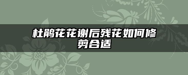 杜鹃花花谢后残花如何修剪合适