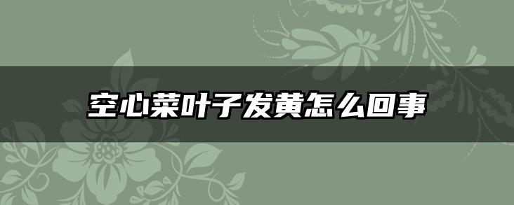 空心菜叶子发黄怎么回事