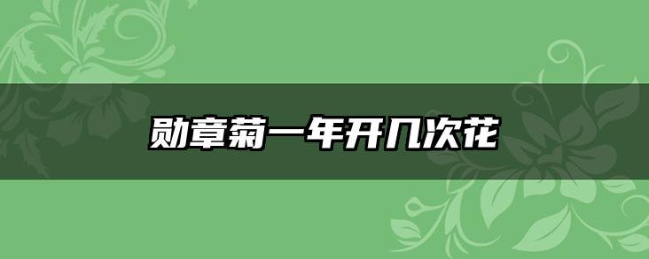 勋章菊一年开几次花