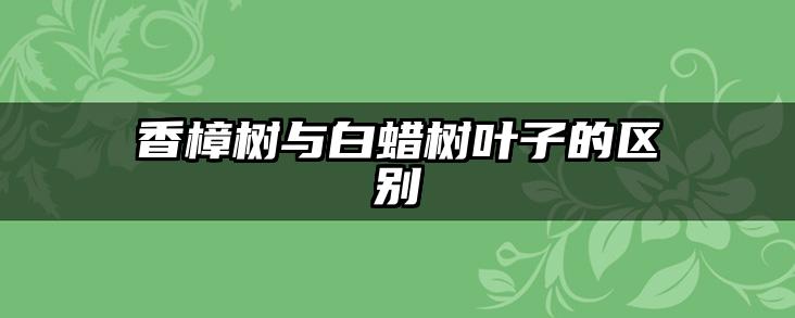 香樟树与白蜡树叶子的区别