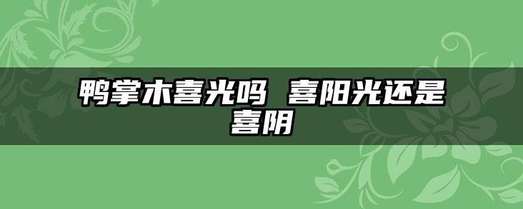 鸭掌木喜光吗 喜阳光还是喜阴