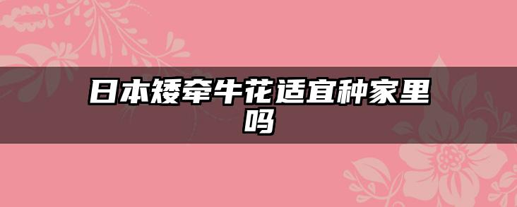 日本矮牵牛花适宜种家里吗