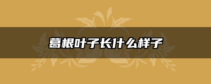 葛根叶子长什么样子