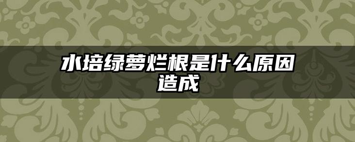 水培绿萝烂根是什么原因造成