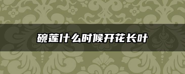 碗莲什么时候开花长叶