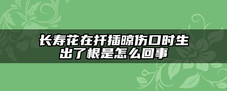 长寿花在扦插晾伤口时生出了根是怎么回事