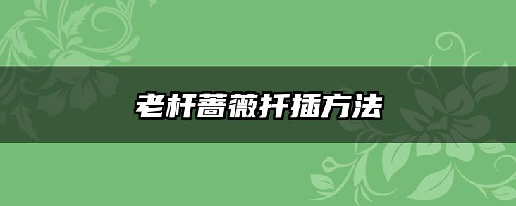老杆蔷薇扦插方法