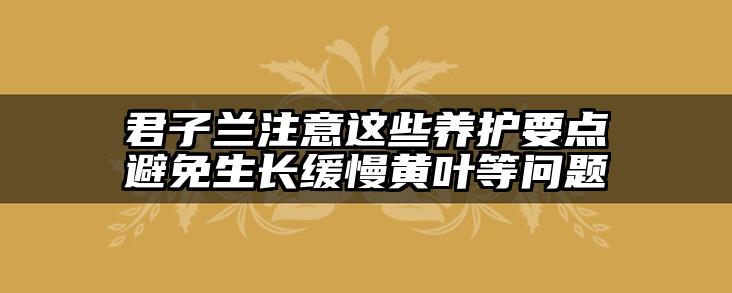 君子兰注意这些养护要点避免生长缓慢黄叶等问题