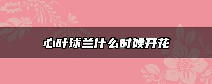 心叶球兰什么时候开花
