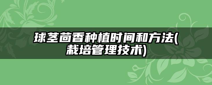 球茎茴香种植时间和方法(栽培管理技术)