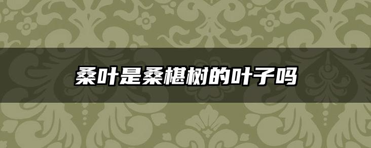 桑叶是桑椹树的叶子吗
