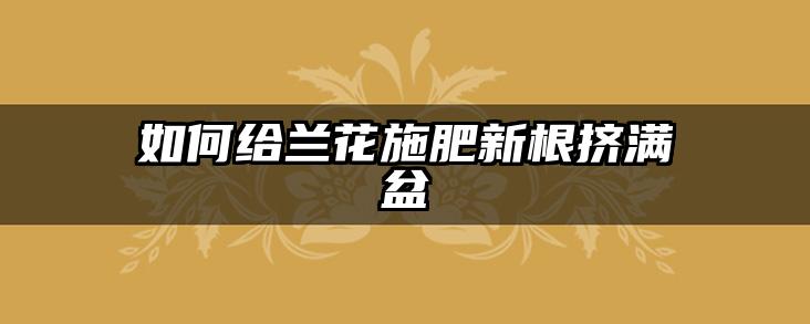如何给兰花施肥新根挤满盆