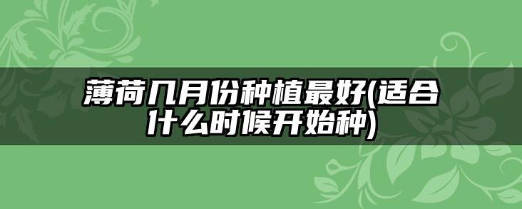 薄荷几月份种植最好(适合什么时候开始种)
