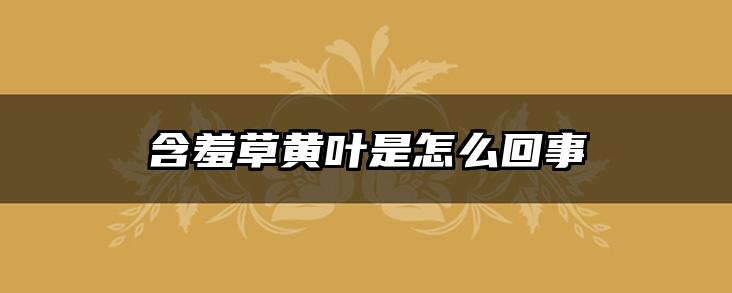含羞草黄叶是怎么回事