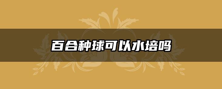 百合种球可以水培吗