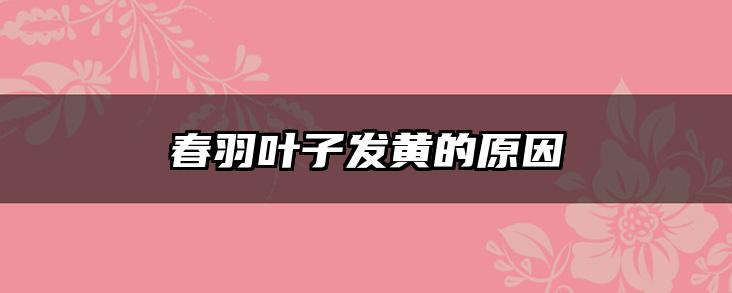 春羽叶子发黄的原因