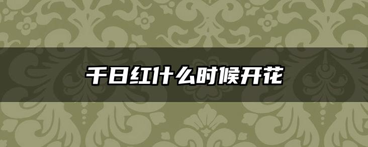 千日红什么时候开花