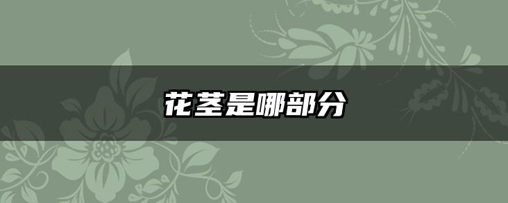 花茎是哪部分