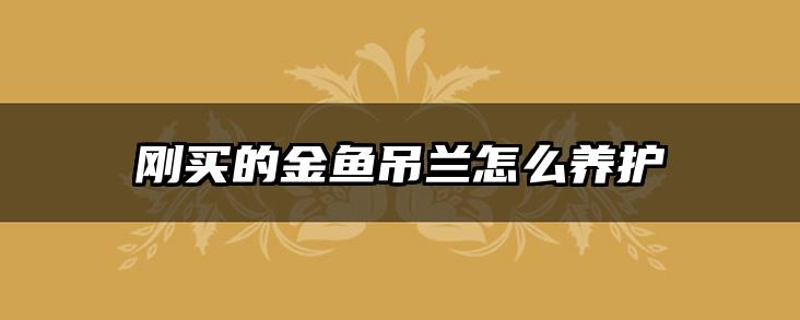 刚买的金鱼吊兰怎么养护