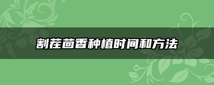 割茬茴香种植时间和方法
