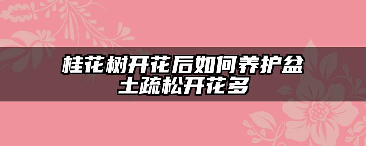 桂花树开花后如何养护盆土疏松开花多