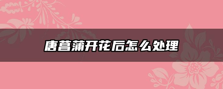 唐菖蒲开花后怎么处理