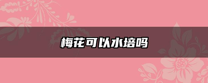 梅花可以水培吗