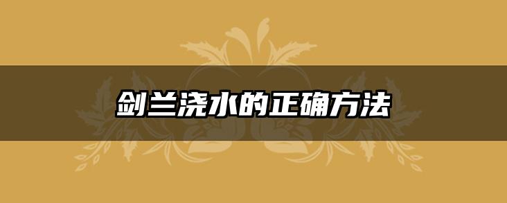 剑兰浇水的正确方法