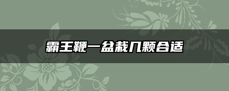 霸王鞭一盆栽几颗合适