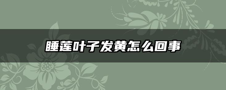睡莲叶子发黄怎么回事
