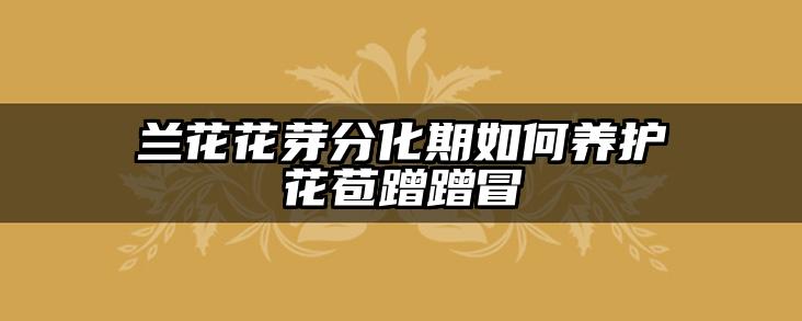 兰花花芽分化期如何养护花苞蹭蹭冒