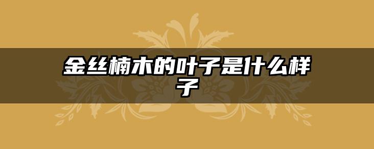 金丝楠木的叶子是什么样子