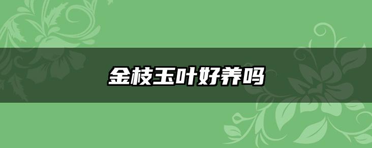 金枝玉叶好养吗
