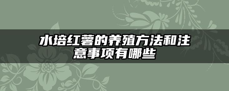 水培红薯的养殖方法和注意事项有哪些