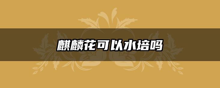 麒麟花可以水培吗