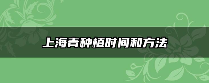 上海青种植时间和方法