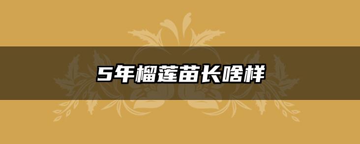 5年榴莲苗长啥样
