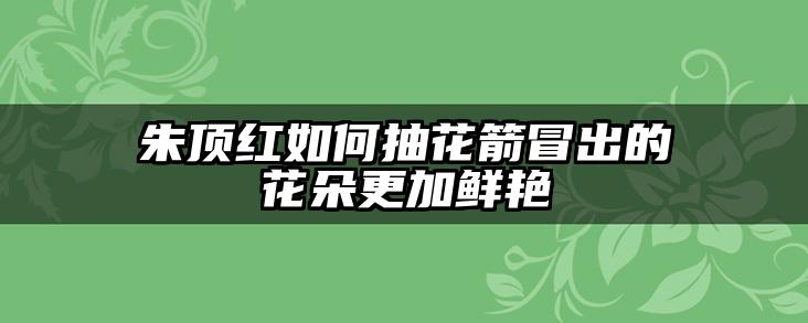 朱顶红如何抽花箭冒出的花朵更加鲜艳