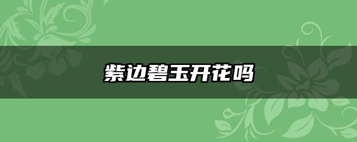 紫边碧玉开花吗
